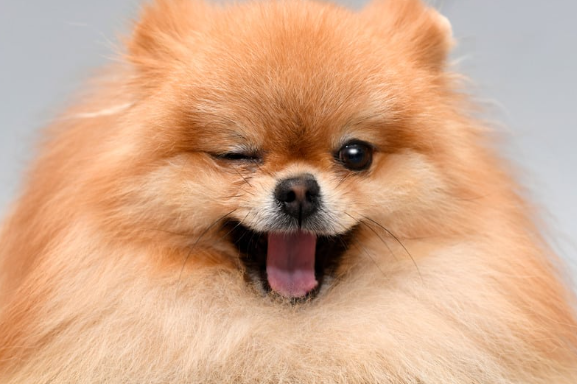 ウィンクする犬
