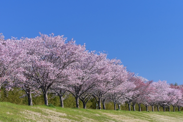 桜並木のイメージ